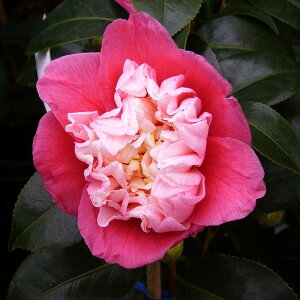  c@lm 4N}ؕc 5 i엿tjyA`DAzy֕c coLzyA ؁zy Ԗ؁zyԁzy c؁z