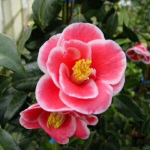  c@ʂ̂񂴂 3N}ؕc 4i엿tjyA`DAzy֕c coLzyA ؁zy Ԗ؁zyԁzy c؁z