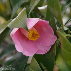 yiNo.6825z c@햞 ږؕc 140cm i엿tjyzyA`DAzy֕c coLzyA ؁zy Ԗ؁zyԁzy c؁z