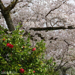 庭 桜 鉢植えの人気商品 通販 価格比較 価格 Com
