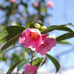 ց@c@̏ }3Nc@4@ i엿tj@yA`DAzy֕c coLzy~͑fށzyԁzԖ؁zyۋʑfށzyRfށzyrXPcoL ̏zy