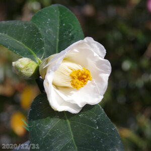  c@̂ݔ 4N}ؕc 5 i엿tjyA`DAzy֕c coLzy~͑fށzyԁzyԖ؁zy c؁z