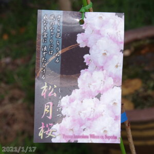 桜 鉢植えの通販 価格比較 価格 Com