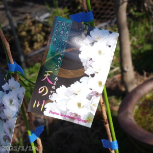 桜 鉢植え 盆栽 植木の人気商品 通販 価格比較 価格 Com 桜 鉢植え 盆栽 植木の人気商品 通販 価格比較 価格 Com