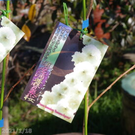 楽天市場 桜 苗木 盆栽 花 観葉植物 花 ガーデン Diyの通販