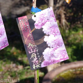 楽天市場 桜 苗木 盆栽 花 観葉植物 花 ガーデン Diyの通販