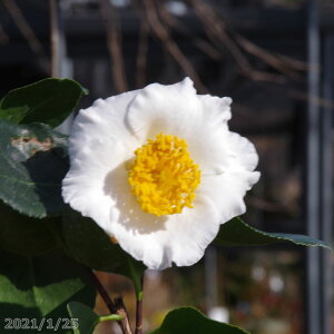 yiE_No.2556z c@c(낤)(~) }؍c 160cm (엿t) yA`DAzy֕c coLzyA ؁zy Ԗ؁zyԁzy c؁zy