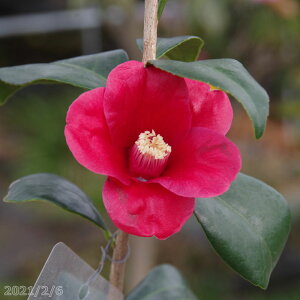 ց@c@鍁̏@4N}ؕc@5@i엿tj@yA`DAzy֕c coLzy~͑f  Ԗ؁zyrccoLzyց@c؁z