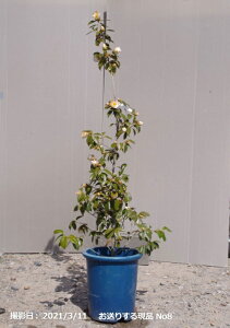 y10%OFFN[|ΏہI`11/11zց@c@DȊIׂ@Ɓ@ږؕc 10 170cmO i엿tj@yA`DAzy֕c coLzyA ؁zy Ԗ؁zy