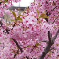 【現品・一点物No.3379-2】桜 苗木　河津桜(カワヅザクラ) 12号 抜き苗 高さ160cm　（長期化成肥料付）【…