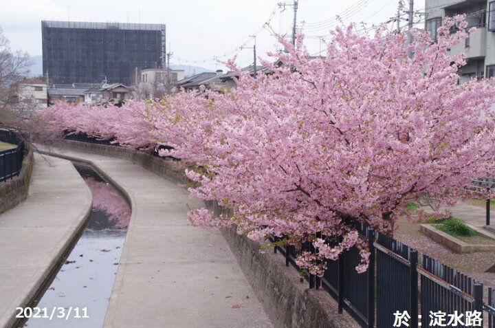楽天市場 桜 苗木 河津桜 高さ60 90cm 長期化成肥料付 接木一年生苗 3 5号深 10 5cm 庭木 花木 サクラ さくら 鉢植え ベランダ園芸 石田精華園 楽天市場店