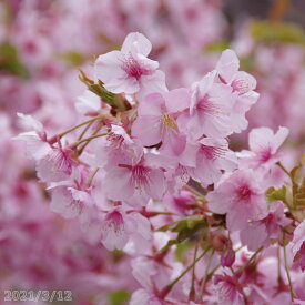 楽天市場 鉢植え 花 室内 種類 植物 サクラ の通販
