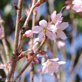 楽天市場 桜 苗木 盆栽 花 観葉植物 花 ガーデン Diyの通販 楽天市場 桜 苗木 盆栽 花 観葉植物 花 ガーデン Diyの通販