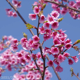 楽天市場 花木 盆栽 花 観葉植物 花 ガーデン Diyの通販 楽天市場 花木 盆栽 花 観葉植物 花 ガーデン Diyの通販