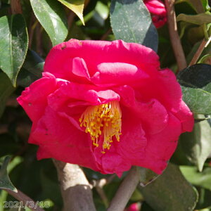 yiE_No.5895z c@z c 116cm i엿tjyzyA`DAzy֕c coLzyA ؁zy Ԗ؁zyԁzy c؁z