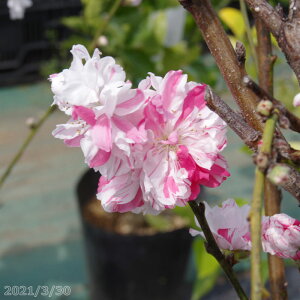 花 桃 苗木の人気商品 通販 価格比較 価格 Com