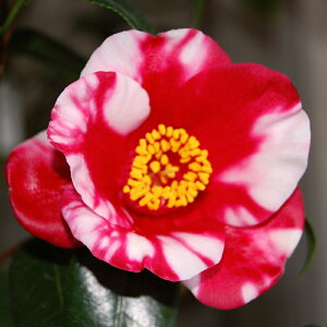  c@gl 3N}ؕc 4(12cm)@i엿tj yA`DAzy֕c coLzy~͑fށzyԁzyԖ؁zy c؁z