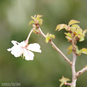 c؁@xm [ 3(9cm)@i엿tj@y~͑f i~́zyۋʁzytWUN zyA ͔|z