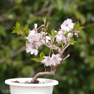 ミニ盆栽 桜 盆栽 植木の人気商品 通販 価格比較 価格 Com