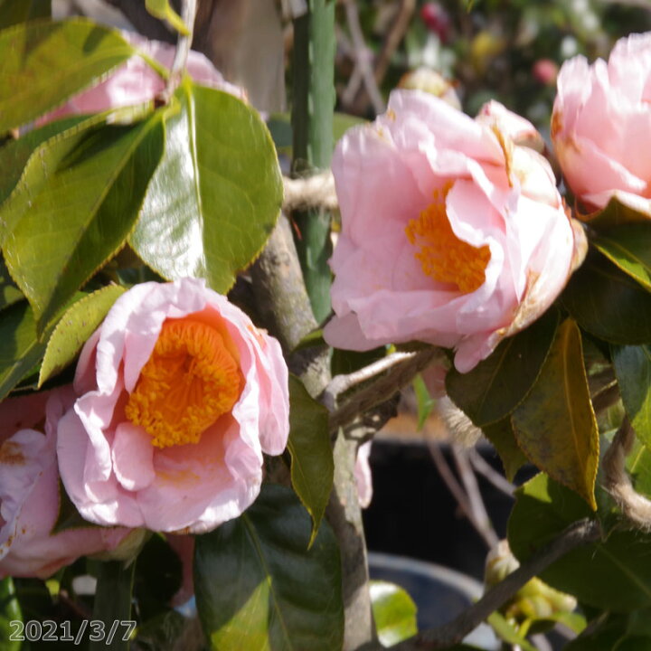 楽天市場 現品 一点物no 9408 椿 苗 曙 接木根巻き 高さ1cm 長期化成肥料付 送料無料 半日陰 好日性植物 椿苗 ツバキ 植木 庭木 樹木 花木 茶花 椿 苗木 石田精華園 楽天市場店