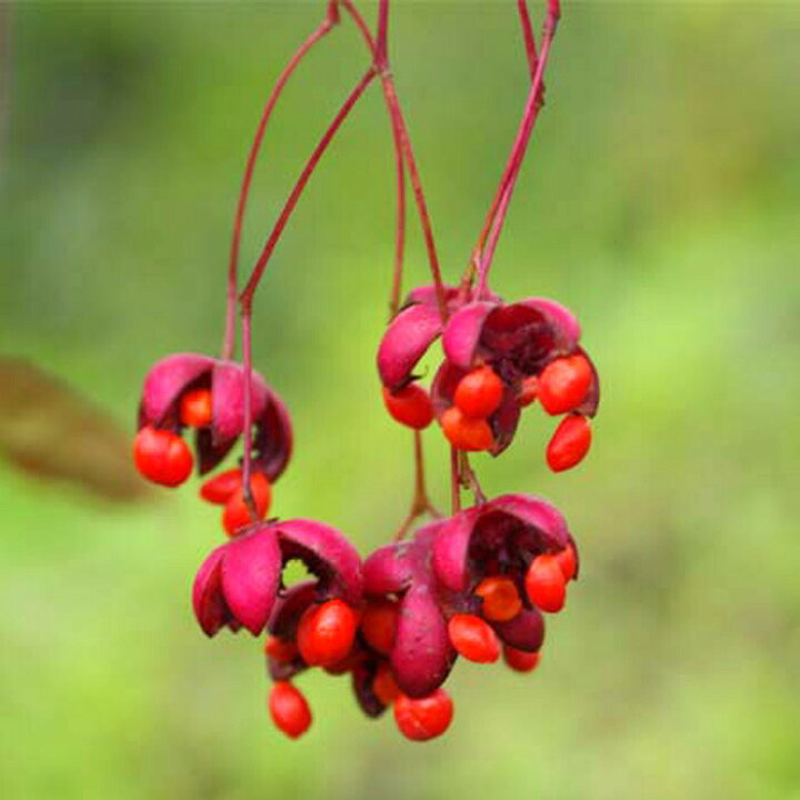 楽天市場 ツリバナ ツリバナマユミ 高さ2m 花木 日陰の植物 山野草 石田精華園 楽天市場店
