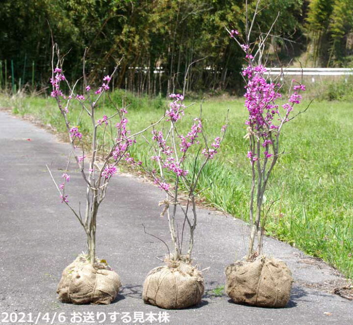 楽天市場 庭木 苗木 春の花木 ハナズオウ 根巻き 高さ90 110cm 長期化成肥料付 送料無料 植木 庭木 樹木 花木 ハナズオウ 苗木 石田精華園 楽天市場店