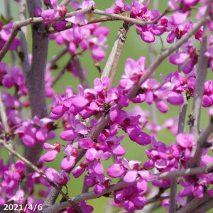 (No.0314)؁@c؁@t̉Ԗ؁@niYIE@8 100-125cm i엿tjyA ؁zy Ԗ؁zyniYIE@c؁z