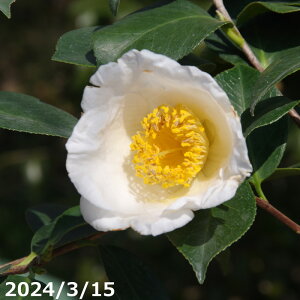  c@HyiBj 3N}ؕc 4.5 50-60cmi엿tj yA`DAzy֕c coLzy~͑fށzyԁzyԖ؁zy c؁z