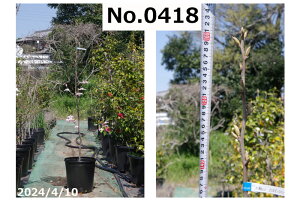 y10%OFFN[|ΏہI`11/27z؁@c@Iׂ@փGS@Ifg@ c 133-155cmiNo.8455ji엿tjyzyA ؁zy Ԗ؁zyIfh