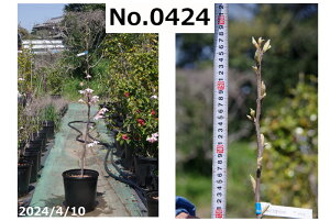 y10%OFFN[|ΏہI`11/11z؁@c@Iׂ@փGS@Ifg@ c 133-155cmiNo.8455ji엿tjyzyA ؁zy Ԗ؁zyIfh