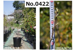 y10%OFFN[|ΏہI`11/11z؁@c@Iׂ@փGS@Ifg@ c 133-155cmiNo.8455ji엿tjyzyA ؁zy Ԗ؁zyIfh