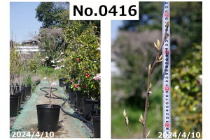 ��� �c�@�I�ׂ� ��փG�S �����I�f���g���� 10�� ����133-155cm�iNo.8455�j�i���������엿�t�j�y���������z�y�A�� ��؁z�y���� �Ԗ؁z�y�����I�f���h���� �V���{���c���[ �����̖� �G�S�m�L 