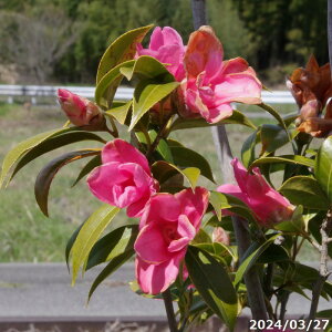 yi_No.3218-5z  c@g̏ }ؕc 12 c 180cm i엿tj yzyA`DAzy֕c coLzyA ؁zy Ԗ؁zyԁzyrXP
