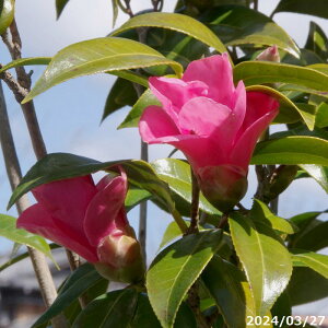 yi_No.3218-6z  c@g̏ }ؕc 12 c 188cm i엿tj yzyA`DAzy֕c coLzyA ؁zy Ԗ؁zyԁzyrXP