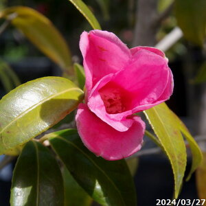 yi_No.3218-7z  c@g̏ }ؕc 12 c 180cm i엿tj yzyA`DAzy֕c coLzyA ؁zy Ԗ؁zyԁzyrXP