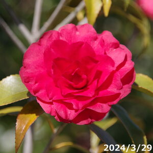  c@܍g@5N}ؕc 6@80cmi엿tjyA DAzy֕c coLzy~͑f  Ԗ؁zy c؁z