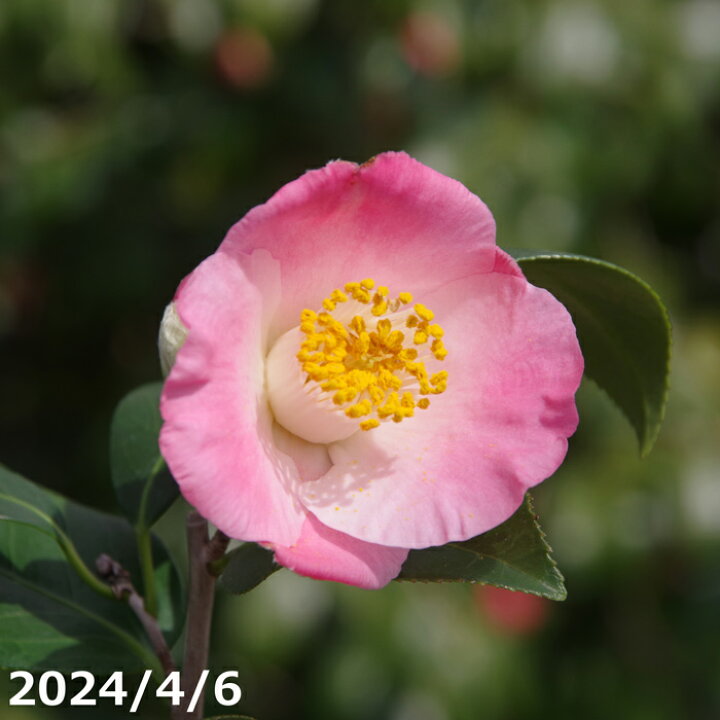 楽天市場】椿 苗 素粧(B) 3年生挿木苗 4号 （長期化成肥料付）【半日陰 