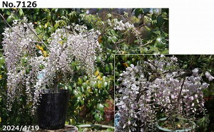 花藤 苗 選べる 口紅藤(クチベニフジ) 7号(※要腰水栽培)(長期化成肥料付) 【送料無料】【藤盆栽素材】【春の花木】【鉢植え】【ハナフジ】【ノダフジ】【湿生植物 腰水栽培】