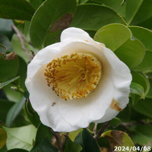 yiE_No.9252z  c@n(邷) ږؕc 10 137cm i엿tjyzyA`DAzy֕c coLzyA ؁zy Ԗ؁zyԁzy c