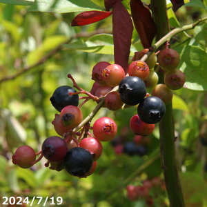 InIyiE_No.8579zʎ c؁@u[x[ uz[xv 11 i엿tj_EˊOR͔| yu[x[̖ c nA A x_ 