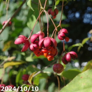 yiE_No.2619z؁@c؁@coi}~@11@c@250cm y Ԗ؁z