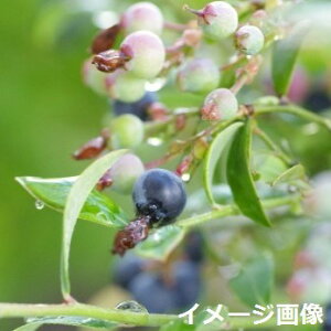 �ʎ� �c�؁@�r���x���[ �s�D�z�|�b�g�c ����1.2m�i���������엿�t�j ���_��E�ˊO���R�͔| �y�r���x���[ ��� ��c �c�� �r���x���[�̖� �n�A�� ���A�� �x�����_ ���_ ��� �A�� �ϊ����L�z