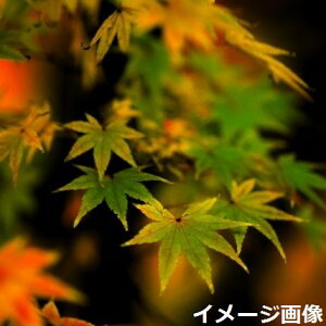 �y���i�E��_��No.0034�z��� �c�@�C���n���~�W(���}���~�W) �����c ����150cm�i���������엿�t�j�y���������z�y���݂� �g�t�z�y�A�� �c�؁z�y��� ���t���z