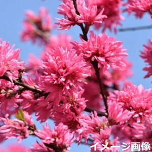 yiE_No.8761z c؁@e 8 1.6m (엿t)yz yA ؁zy Ԗ؁z