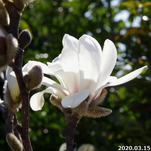 yiE_No.8727z c@nNN(ؘ@) c 1.5m (엿t) yzy A c؁z