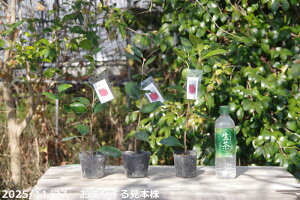 �ց@�c�@�Βȁ@2�N���}�ؕc�@3���i���������엿�t�j�y�����A�`�D�����A���z�y�֕c �c�o�L�z�y�Ԗ؁z�y�ց@�c�؁z