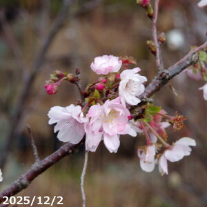 yi_No.8560z؁@@c؁@WEKcUNi\j13@130cmi엿tjyԖ؁EETNzyږؕcz