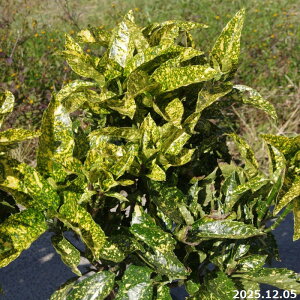 ��� �c�؁@�A�I�L �����c ����0.7m (���������엿�t)�y���������z �y�A�� ��؁z�y���� �Ԗ؁z