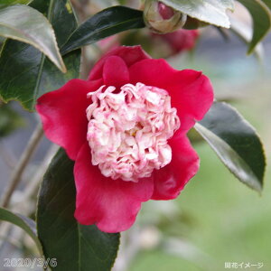 yiE_No.5116z  c@micmj ږؕc 12 c 137cm i엿tjyzyA`DAzy֕c coLzyA ؁zy Ԗ؁zyԁz