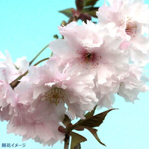 桜 肥料の人気商品 通販 価格比較 価格 Com